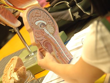 Medical student examines plastic replica of lungs