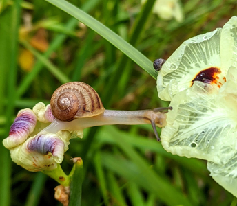 Snail on a flower