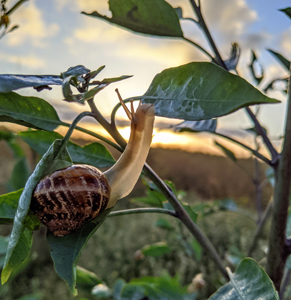 snail on a leaf