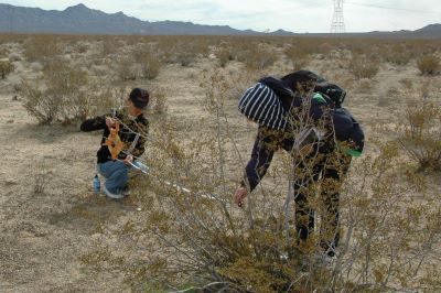 Measuring creosote bush for distribution pattern analysis