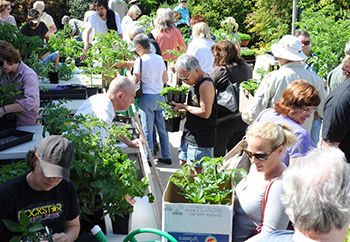 People shopping for plants