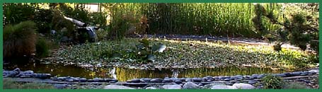 a river in the wooded area