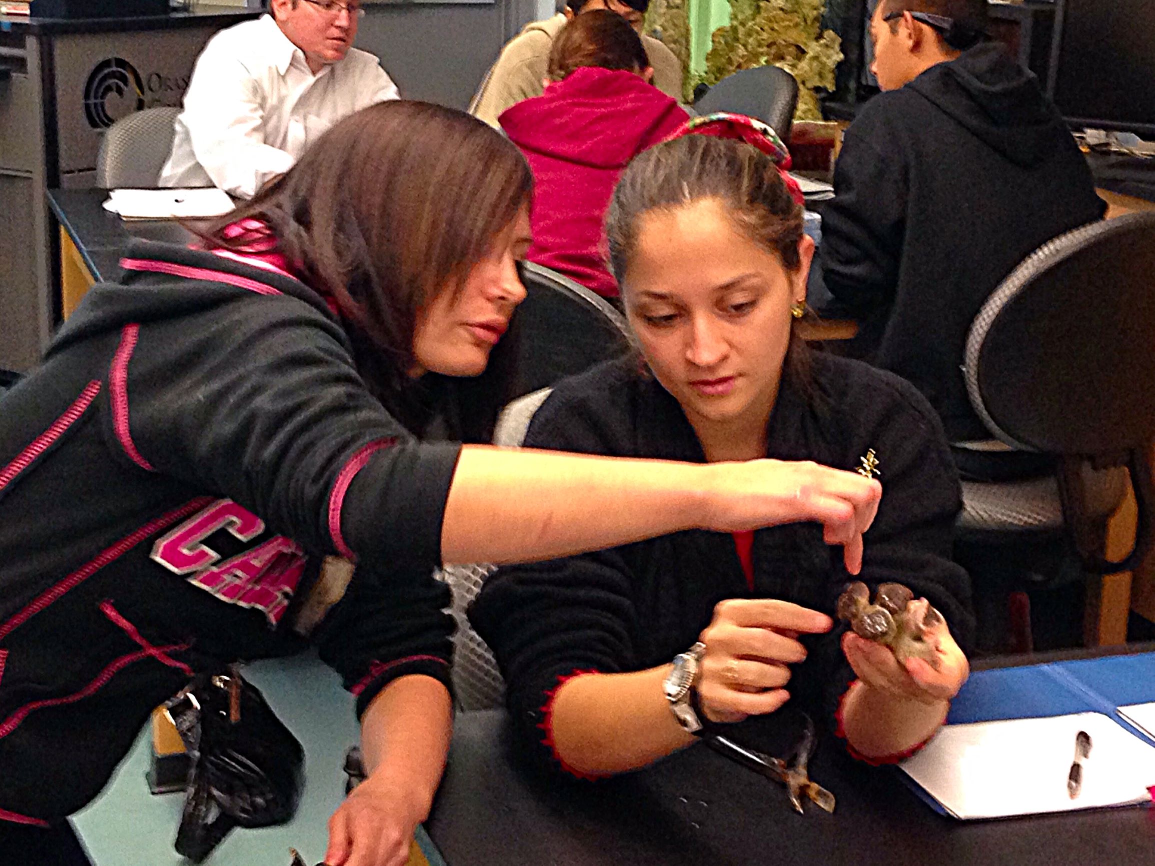 Students learning how to properly frag corals