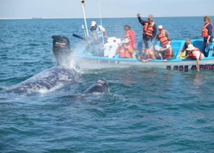 Gray whale ecology