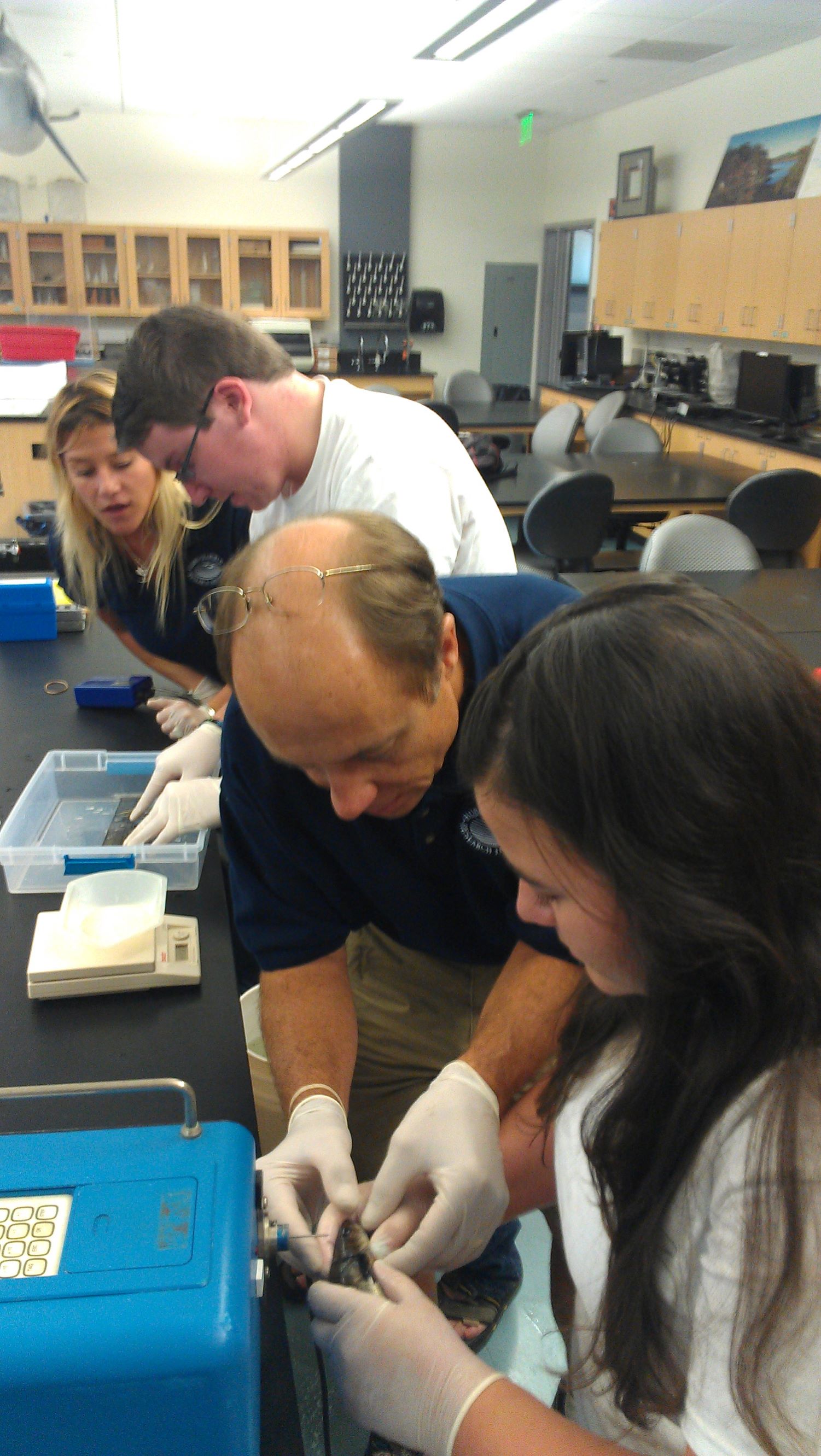 Students tagging white sea bass for release