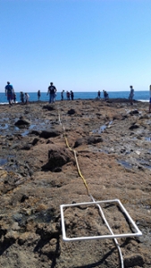 Intertidal transecting