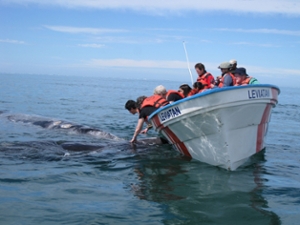 Group of student spotted whales during gray whale ecology field trip