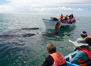 Group of student spotted whales during gray whale ecology field trip